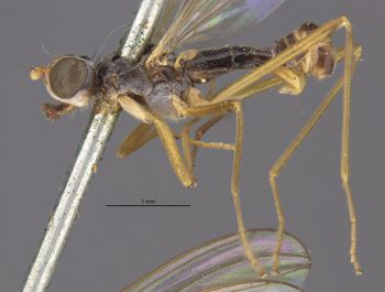 Media type: image;   Entomology 15672 Aspect: habitus lateral view
